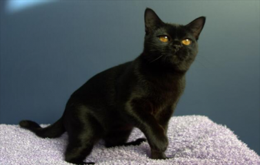 黑色玄猫属于什么品种