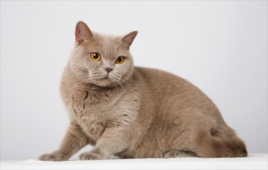 ​丁香色猫是什么品种的猫