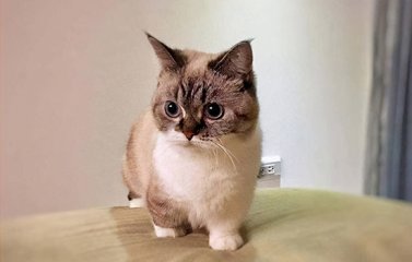 一只曼基康猫寿命一般多少年