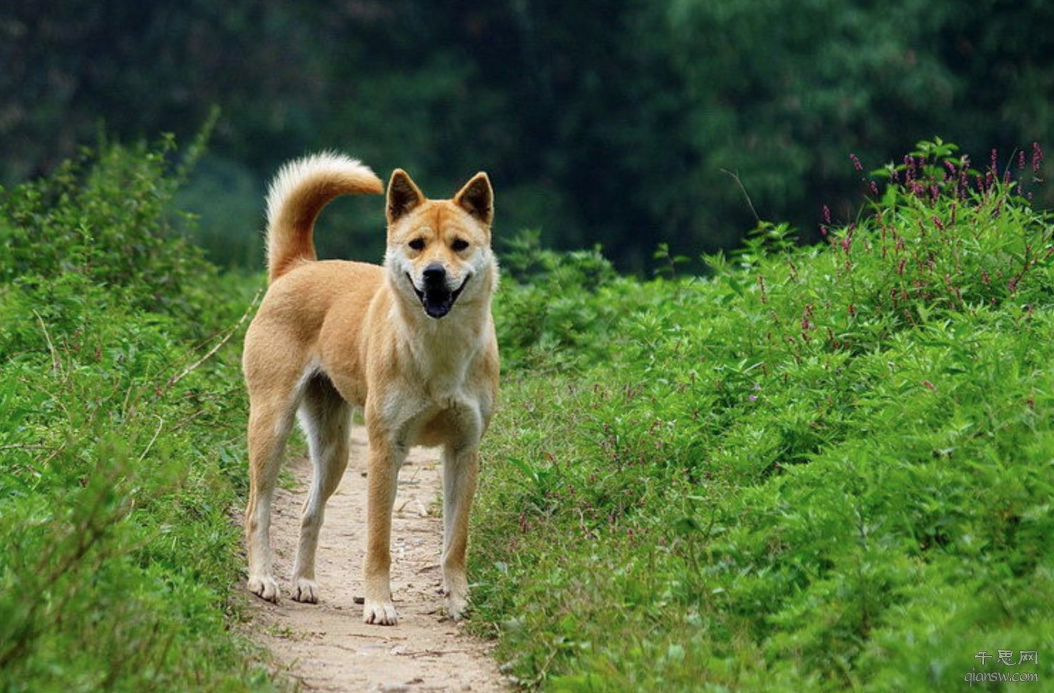 中华田园犬