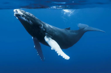 一头座头鲸寿命最长多少年