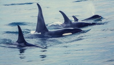 鲸鱼在中国属于保护动物吗？属于哪一级别的