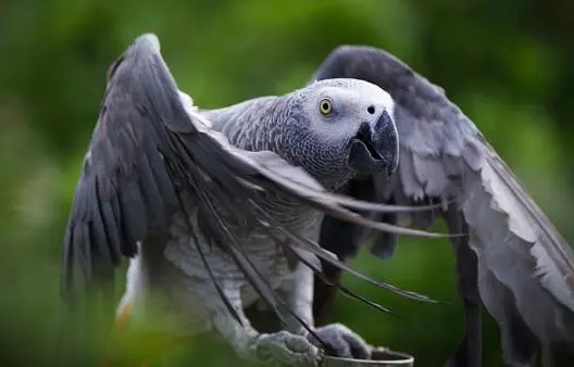 刚果灰鹦鹉,养鸟知识