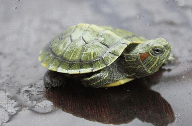 巴西龟,幼龟