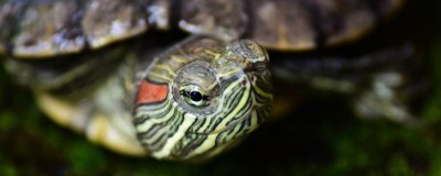 专家解答巴西龟眼睛红肿睁不开眼解决方法