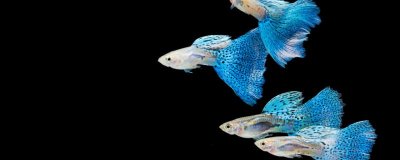 天空蓝孔雀鱼是什么品种？怎么养