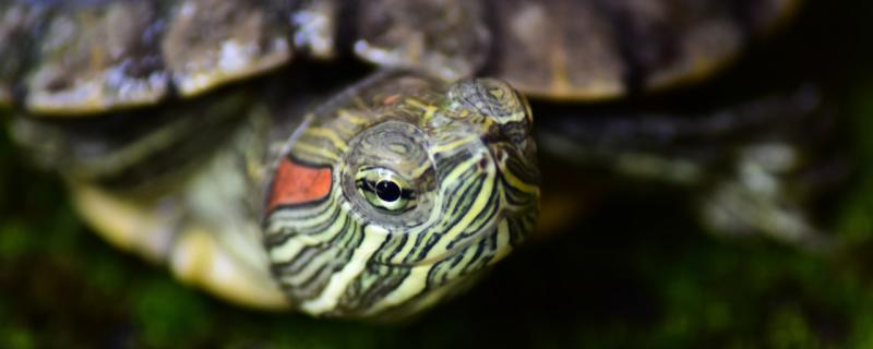 简介四种常见乌龟品种