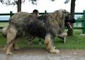 高加索还有藏獒在大型犬中比较厉害的是哪一个呢？