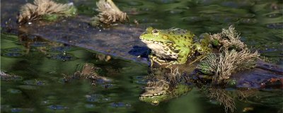 野外的青蛙可以用鱼缸养殖吗？