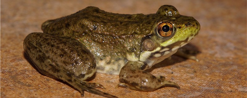 青蛙有多少个品种，常见的品种有哪些？