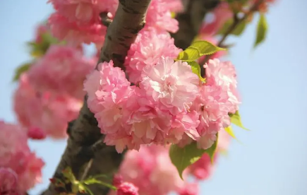 清明节武汉哪里有樱花