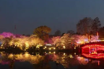 2022去武汉东湖夜樱需要预约吗？