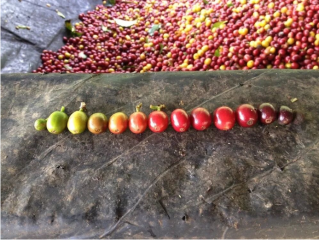 世界十大顶级咖啡豆红樱桃计划的咖啡豆是怎样的？