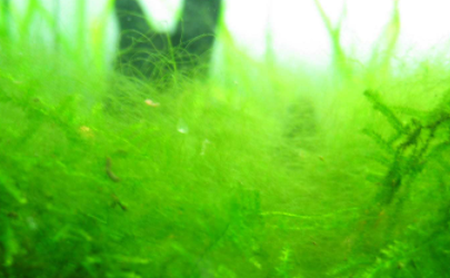 鱼缸里的植物长绿毛怎么解决？