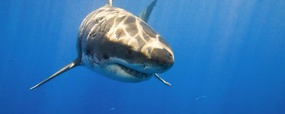 大白鲨一般能活多久，有天敌吗