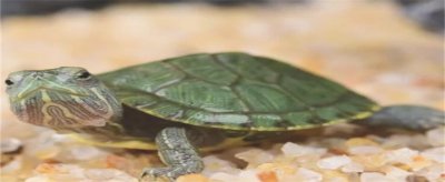 3―5厘米的巴西龟可以养活吗？