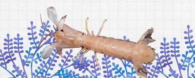 皮皮虾养殖需要注意哪些？