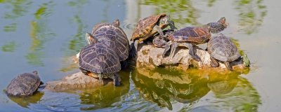 水龟为什么会被淹死？