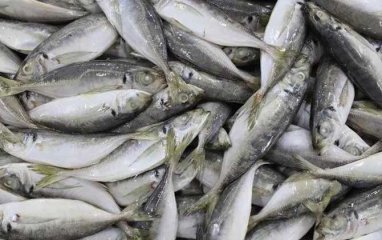 竹荚鱼是什么品种的鱼？
