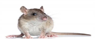 家里有老鼠怎么办？怎样去防止家里进老鼠
